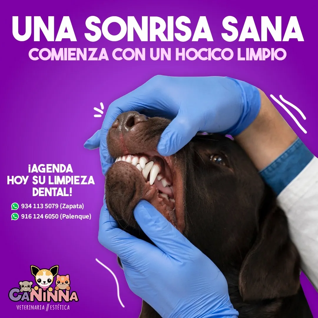 Doctor revisando los dientes de un perrito