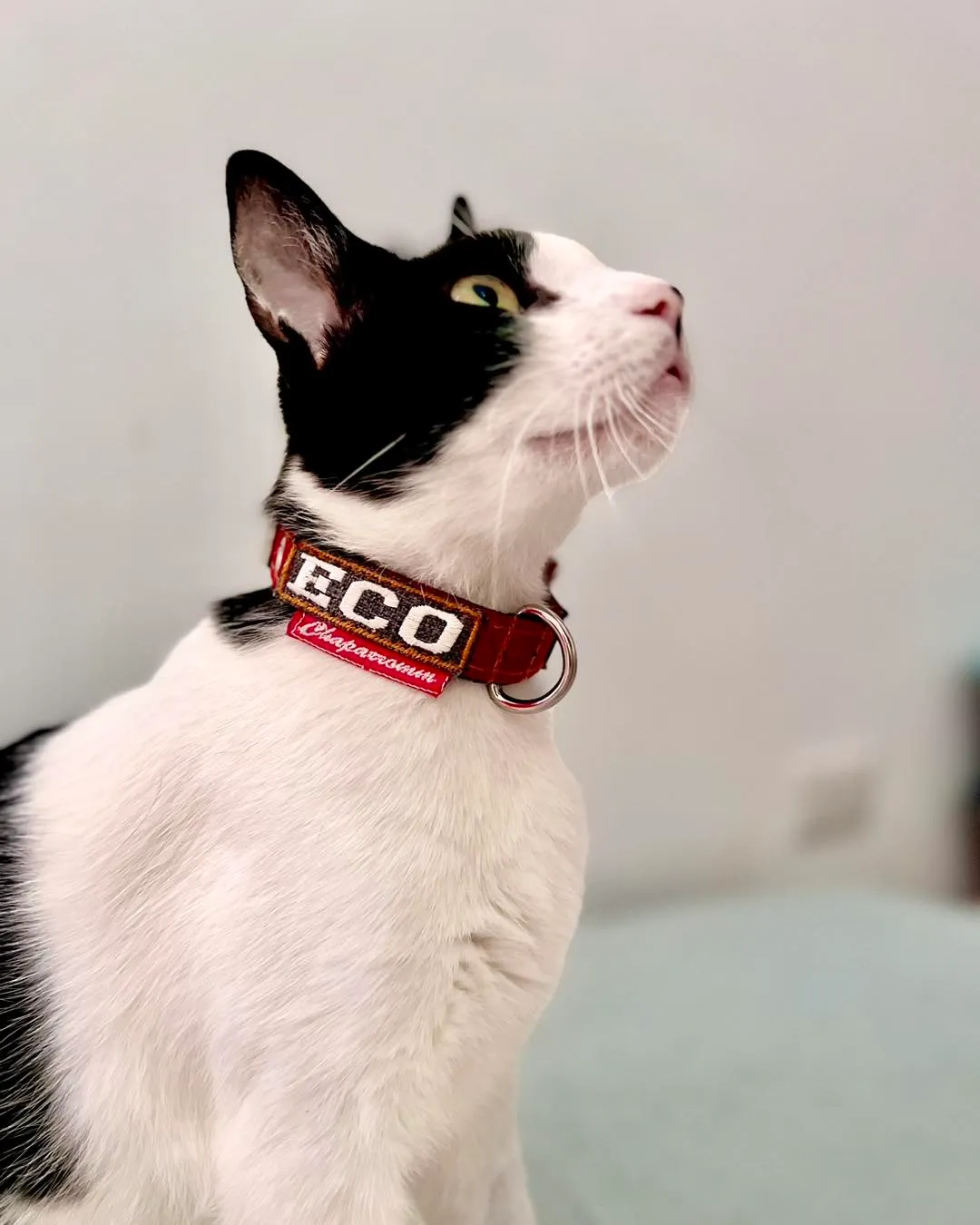 El gatito Eco viendo hacia la distancia