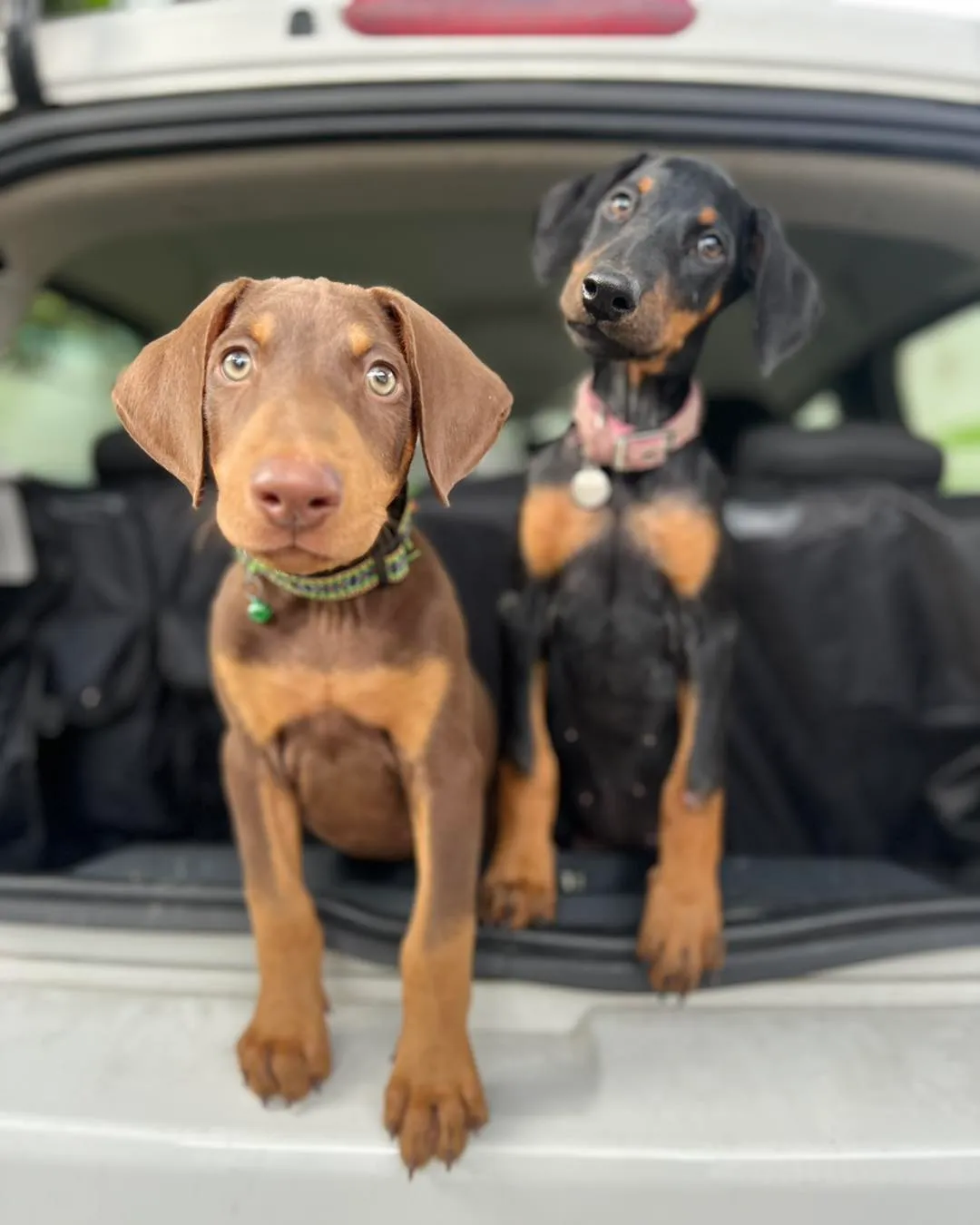 Los cachorros de doberman, Lea y logan, en la parte de atrás de un auto