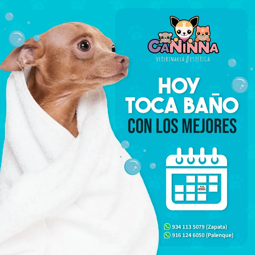 Un chihuahua envuelto en una toalla