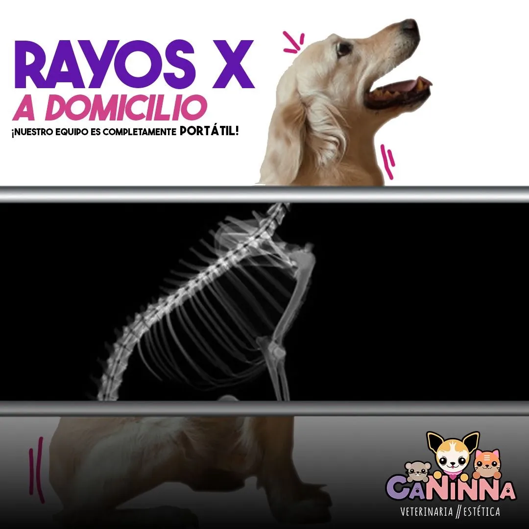Radiografía de un perrito