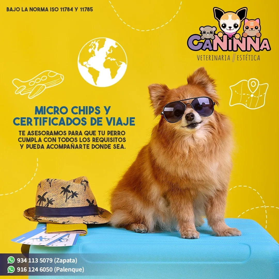 Perrito con lentes listo para irse de vacaciones
