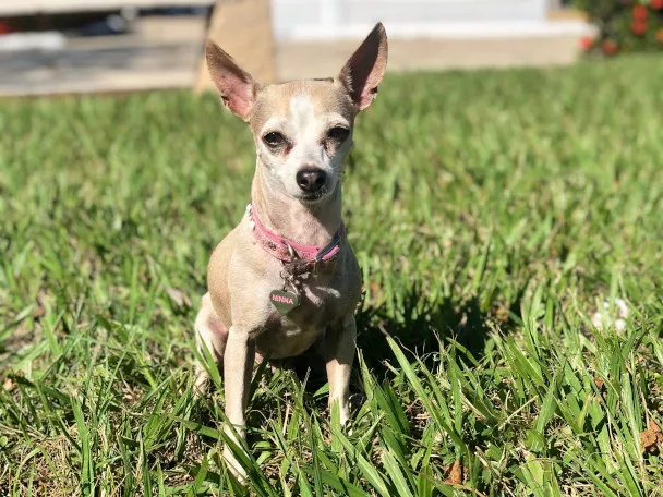 La chihuahua Ninna